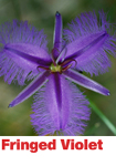 Fringed Violet - Australian Bush Flower Relationship Essence